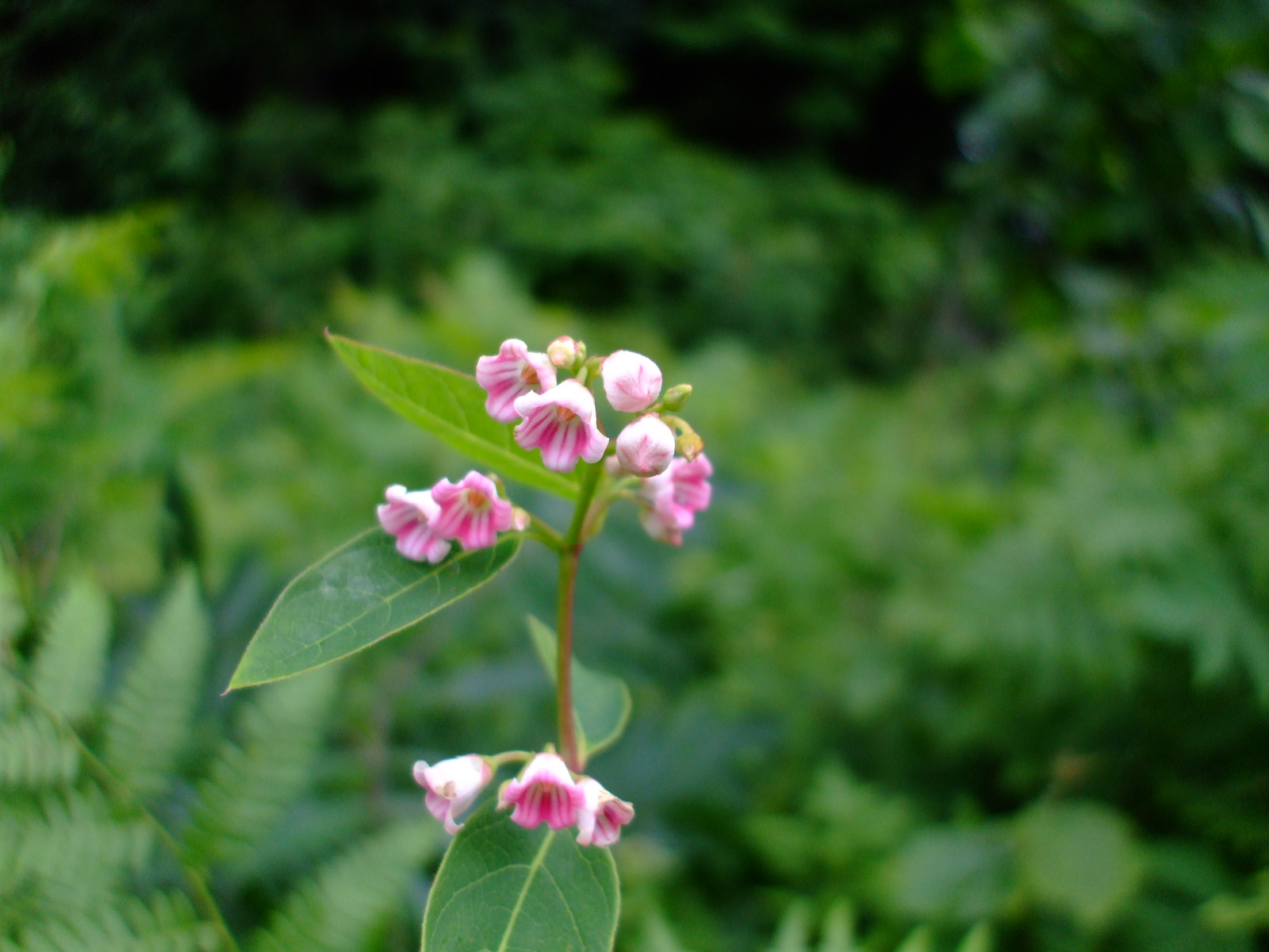 Apocynum androsaemifolium
